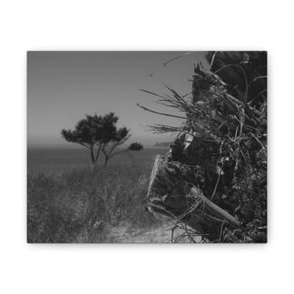 Stump on Canvas Stretched, 0.75"